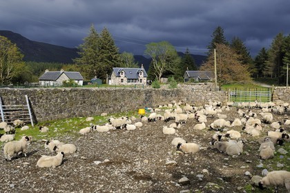Royaume-Uni, Ecosse, Highland, Hébrides intérieures, Ile de Mull, élevage de moutons à Knock