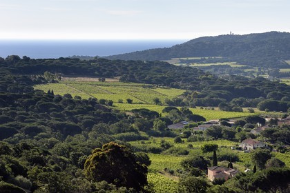 France, Var (83), Presqu'Ile de Saint-Tropez, Ramatuelle, les vignobles de Ramatuelle et le phare de Cap Camarat en arrière plan