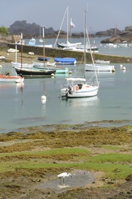 France, Côtes-d'Armor (22), Côte de Granit Rose, Trégastel, Aigrette garzette (Egretta garzetta) devant l'Ile Renote