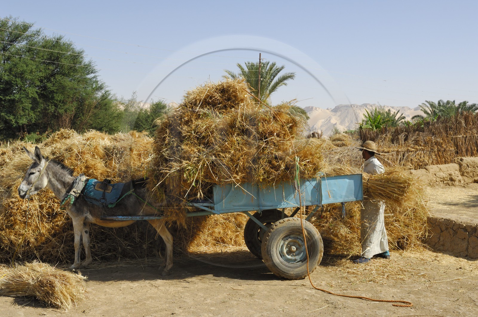 Egypte, désert libyque, oasis de Dakhla, travaux des champs