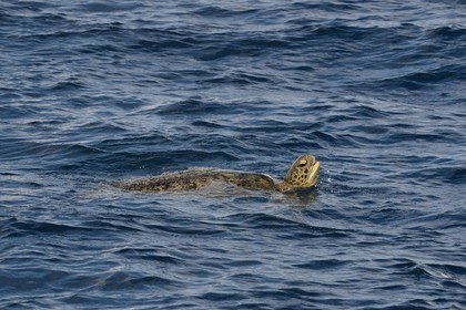 France, Ile de Mayotte, Petite-Terre, tortue (de mer) verte (Chelonia mydas)