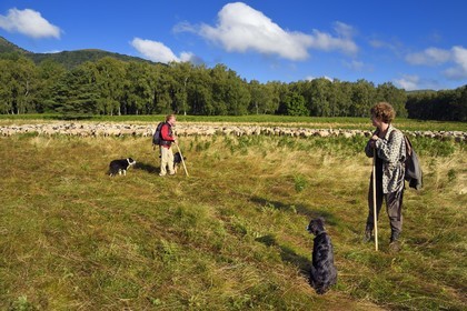 France, Puy-de-Dôme (63), Parc Naturel Régional des Volcans d'Auvergne, Chaine des Puys classée Patrimoine Mondial de l’UNESCO, les deux bergères Ostiane Vuillermoz et Charlotte Hevin gardant un troupeau de brebis Rava au pied du volcan Puy de Dôme