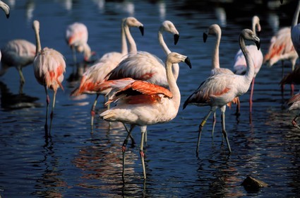 France, Aude (11), la réserve africaine de Sigean, des flamants roses