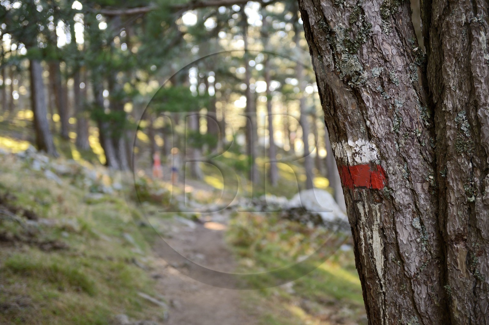 France, Corse-du-Sud (2A), Alta Rocca, marque du sentier de randonnée du GR 20 dans la forêt au pied des Aiguilles de Bavella