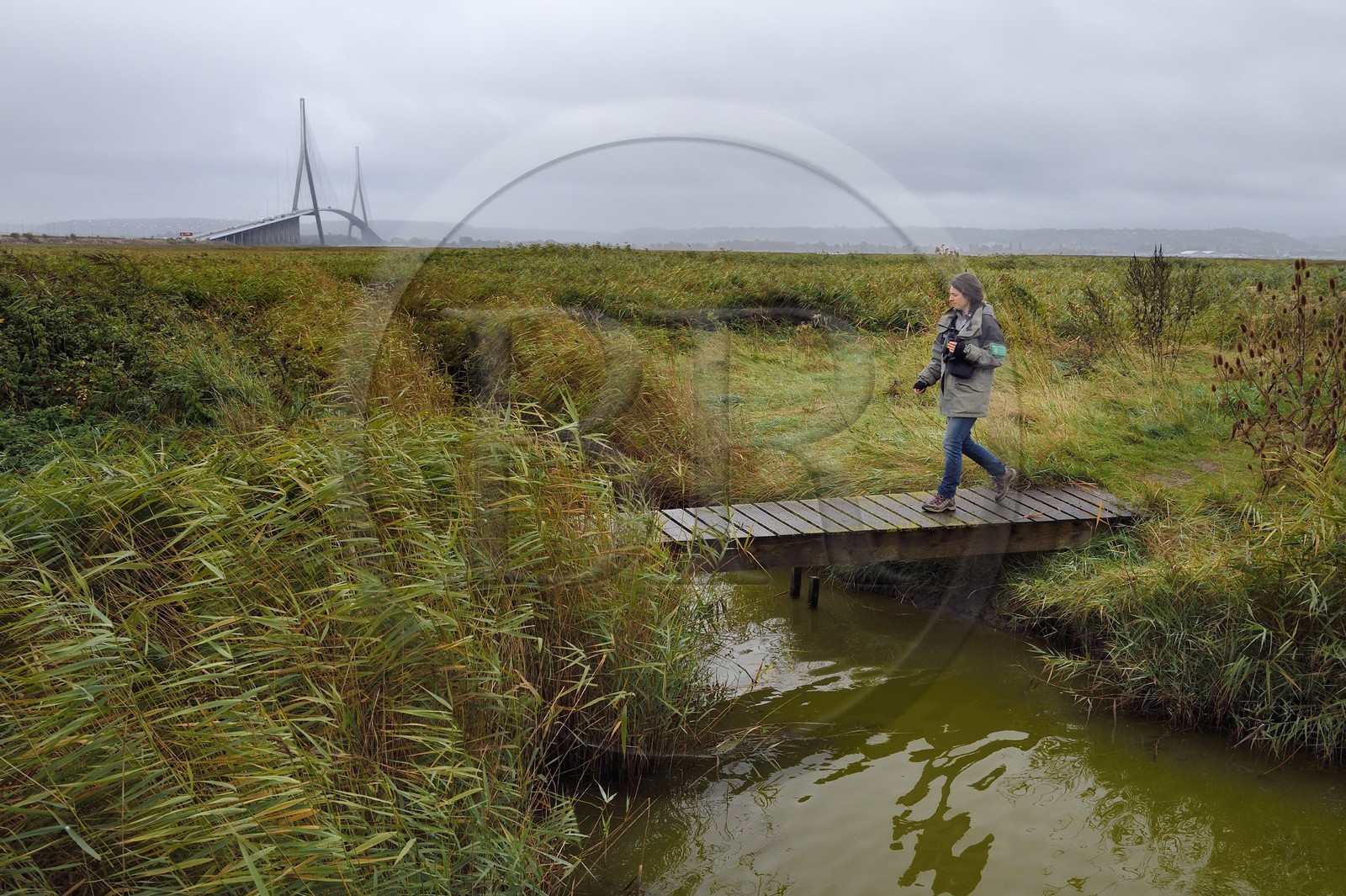 France, Seine-Maritime (76), Réserve Naturelle de l'estuaire de la Seine et pont de Normandie, Stephanie Reymann de la Maison de l'Estuaire sur le sentier de découverte au coeur de la roselière