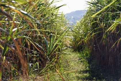 France, Ile de la Reunion, Saint-Louis, champs de canne à sucre