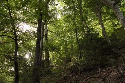 France, Var (83), Plan-d'Aups-Sainte-Baume, parc naturel régional de la Sainte-Baume, forêt relique nemeton du Massif de la Sainte-Baume protégée depuis plusieurs siècles et classée réserve biologique domaniale, la forêt d'origine comporte beaucoup de hêtres