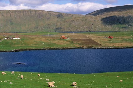 Royaume-Uni, Ecosse, les Shetland, côte ouest de Mainland, île de East Burra