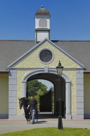Irlande, Co. Kildare, Maynooth, harras de Derrinstown (Stud), retour de la promenade quotidienne