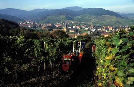 France, Haut-Rhin (68), Route des vins d' Alsace, Hunawihr, labellisé Les Plus Beaux Villages de France, vendanges et village au loin