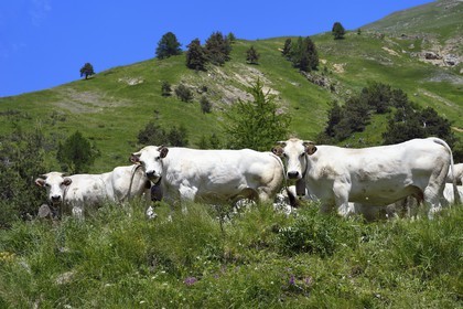France, Alpes-Maritimes (06), vallée de la Roya (arrière-pays niçois), au pied du parc national du Mercantour, Tende, vallée de la Casterine vers Casterino, troupeau de vaches piemontaises en alpage