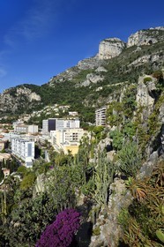 Principauté de Monaco, Monaco, quartier de La Condamine, le Jardin Exotique regroupant plusieurs milliers d'espèces de plantes succulentes