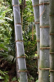 France, Ile de Mayotte, Grande-Terre, Ouangani, bambous géants hauts d'une quinzaine de mètres