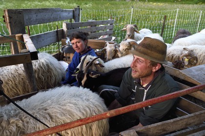 France, Alpes-Maritimes (06), vallée de la Roya (arrière-pays niçois), au pied du parc national du Mercantour, Tende, Casterino dans la vallée de la Casterine, traite à la main des brebis dans les pâtures par les bergers Céline et Georges Giordano