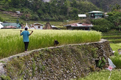 Philippines, province d'Ifugao, les rizières en terrasses de Banaue autour du village de Batad, classées Patrimoine Mondial de l'UNESCO