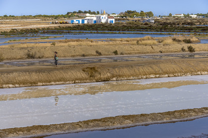 Portugal, Algarve, Tavira, les marais salants en bordure de la ville et du Parc Naturel de la Ria Formosa