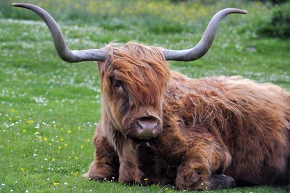 Royaume-Uni, Ecosse, Highland, Hébrides intérieures, Ile de Mull, vache de race Highland