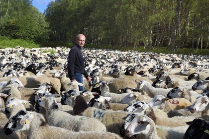 France, Puy-de-Dôme (63), Parc Naturel Régional des Volcans d'Auvergne, Chaine des Puys classée Patrimoine Mondial de l’UNESCO, l'éleveur ovin Jean-Luc Tourreix avec son troupeau de brebis Rava dans la forêt au pied du volcan Puy de Dôme