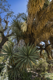 Italie, Ligurie, Province d'Imperia, Vintimille, Jardin botanique Hanbury, yucca filifera australis