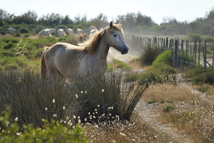 France, Bouches-du-Rhône (13), Parc naturel régional de Camargue, vers l'étang de Malagroy, manade Jacques Mailhan, cheval de Camargue dans la sansouire