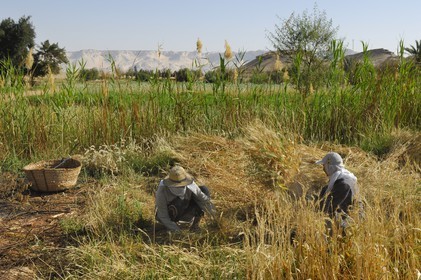 Egypte, désert libyque, oasis de Dakhla, travaux des champs