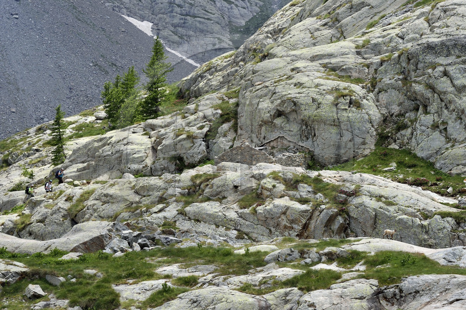 France, Alpes-Maritimes (06), parc national du Mercantour, vallée de la Valmasque, randonneurs et une étagne, bouquetin (Capra ibex) femelle des Alpes