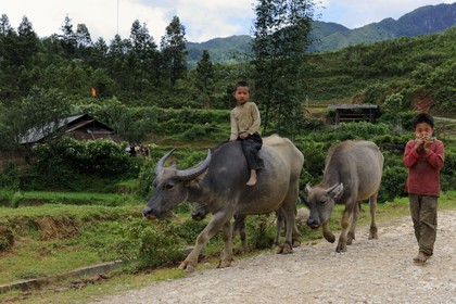 Vietnam, province de Lao Cai, région de Sapa, vallée de Ta Phin, enfants de la minorité Hmong Noir ramenant leurs buffles