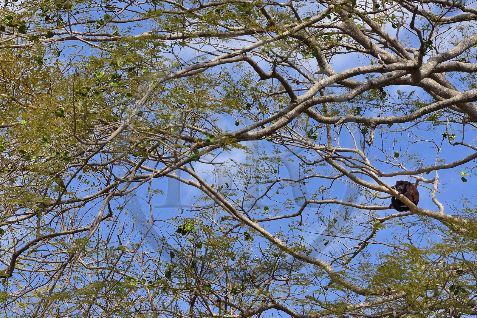 Nicaragua, Ile d'Ometepe réserve mondiale de Biosphère sur le lac Nicaragua, marais le long du Rio Istian, singe hurleur à manteau ou Hurleur à pèlerine (Alouatta palliata)