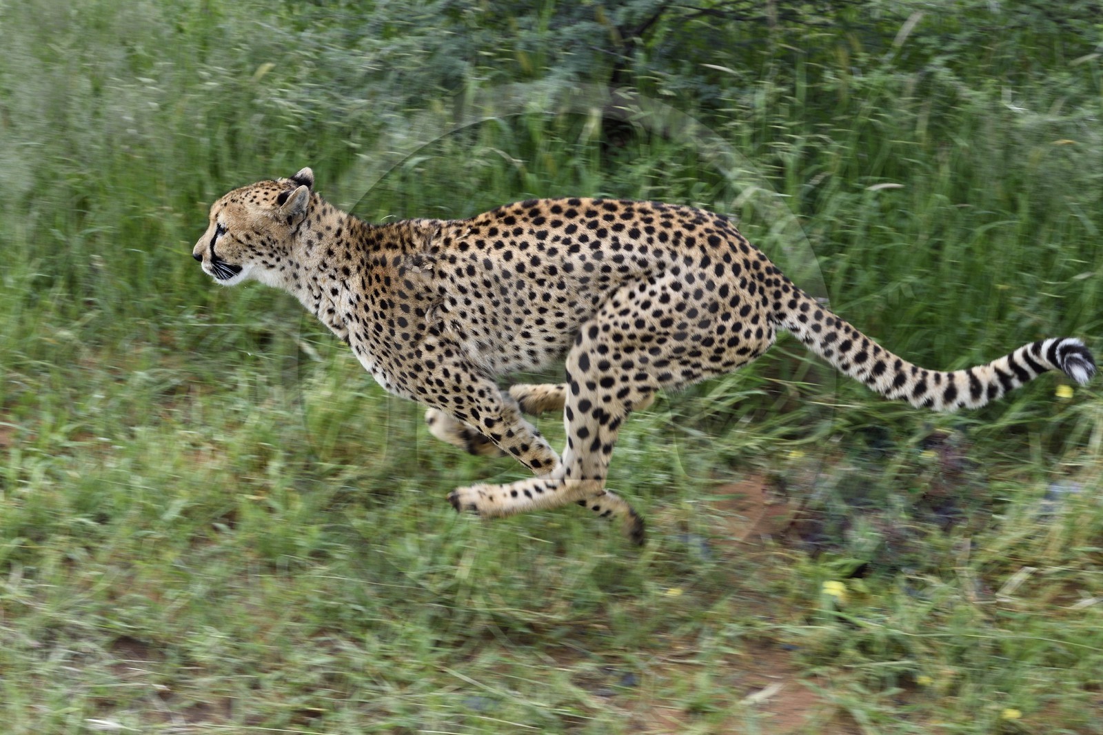 Namibie, Otjiwarongo, Cheetah Conservation Fund, centre de recherche et d'éducation, guépard (Acinonyx jubatus) entrainé à courir pour rester en forme et sain
