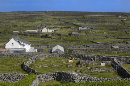 Irlande, Comté de Galway, Aran Islands, Inishmaan, murets typiques en pierres sèches délimitant chaque parcelle de terre