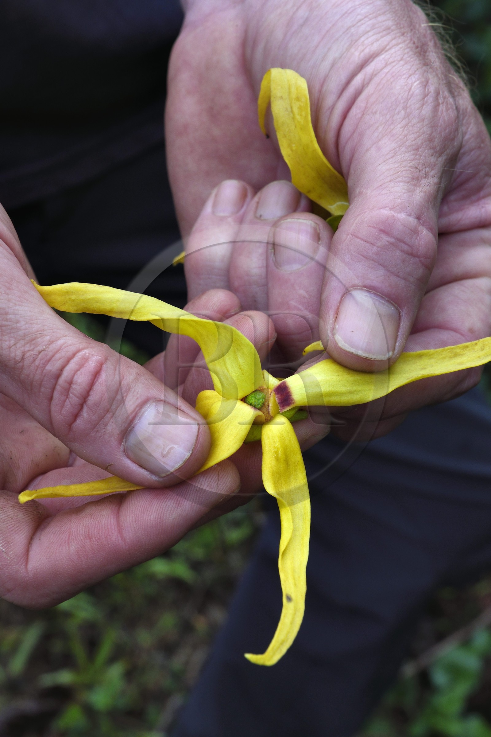 France, Ile de Mayotte, Grande-Terre, Ouangani, fleur d'ylang-ylang (Cananga odorata)