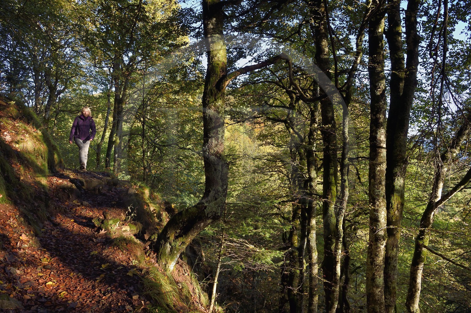 France, Vosges (88), Parc naturel régional des ballons des Vosges, Saint-Maurice-sur-Moselle, randonneur marchant vers le Col des Perches non loin de Gazon Rouge
