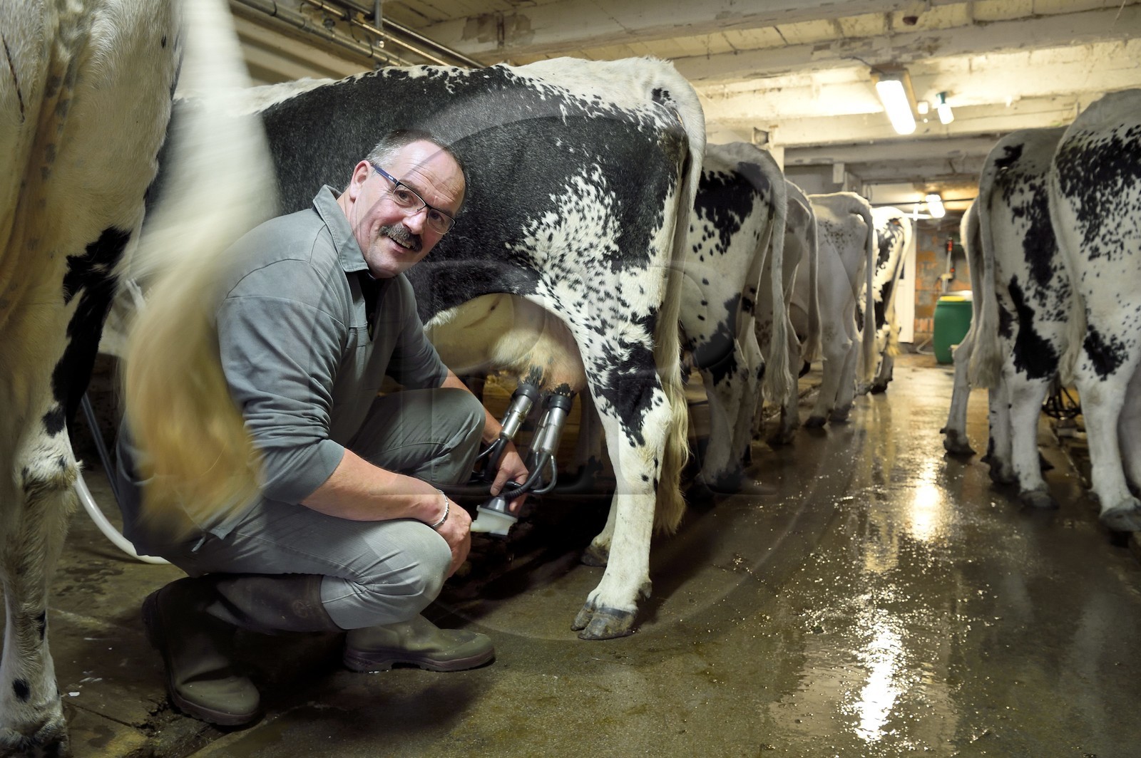 France, Haut-Rhin (68), Kruth, ferme auberge marcaire du Schafert, Serge Sifferlen s'occupe de la traite de ses vaches vosgiennes