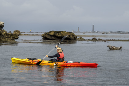 France, Finistère (29), Penmarch, archipel des Étocs, sortie en kayak du Centre nautique du Guilvinec à la découverte du phoque gris (halichoerus grypus) dans les rochers à marée basse, le phare d'Eckmuhl sur la Pointe de Penmarch en arrière plan