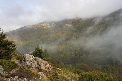 France, Haute-Corse (2B), Vivario, GR 20, étape entre le refuge de l'Onda et Vizzavona, foret de Vizzavona au col de Vizzavona
