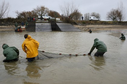 France, Indre (36), le Berry, parc naturel régional de la Brenne, étangs Foucault, vidange d'un étang de peche et récolte des poissons à la main dans un filet, brochet (Esox lucius)