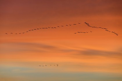 France, Indre (36), le Berry, parc naturel régional de la Brenne, Rosnay, étang de la Mer Rouge, grue cendrée (grus grus), vol au coucher de soleil