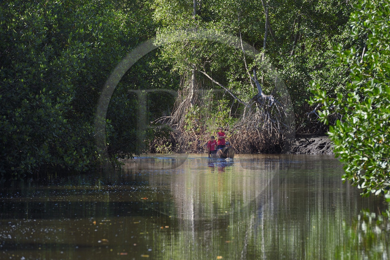 Nicaragua, la côte pacifique de Leon, pirogue dans la mangrove du parc national Isla Juan Venado