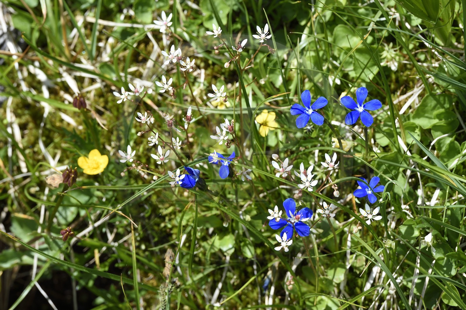 France, Alpes-Maritimes (06), parc national du Mercantour, vallée de la Valmasque, Gentiane de printemps (Gentiana verna)