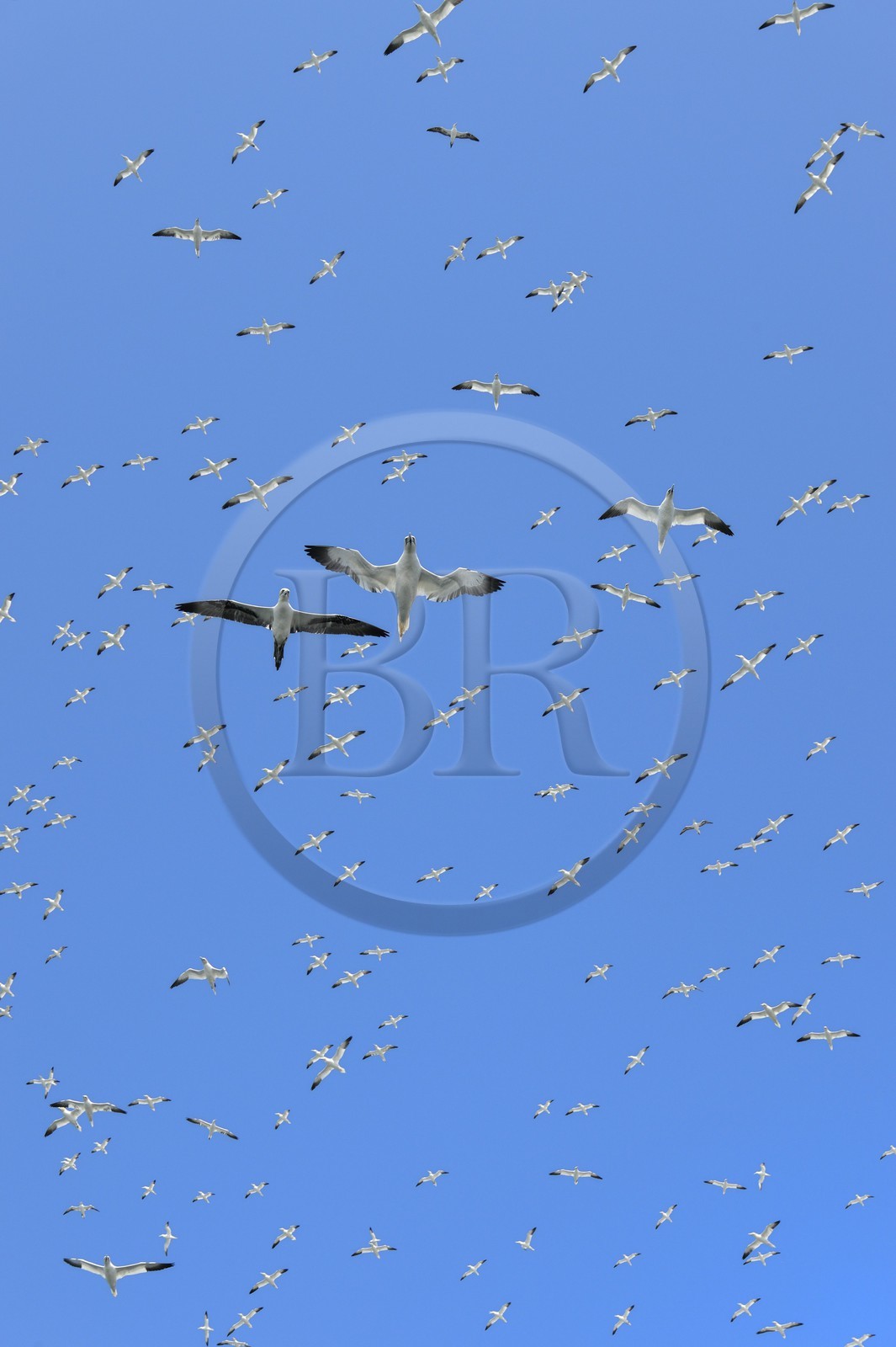 France, Côtes-d'Armor (22), Perros-Guirec, archipel et réserve ornithologique de Sept-Iles, Ile Rouzic, colonie de fous de Bassan (Morus bassanus), unique point de nidification en France pour plus de 20000 couples