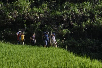 Philippines, province d'Ifugao, randonnée dans les rizières en terrasses de Banaue autour du village de Cambulo, classées Patrimoine Mondial de l'UNESCO