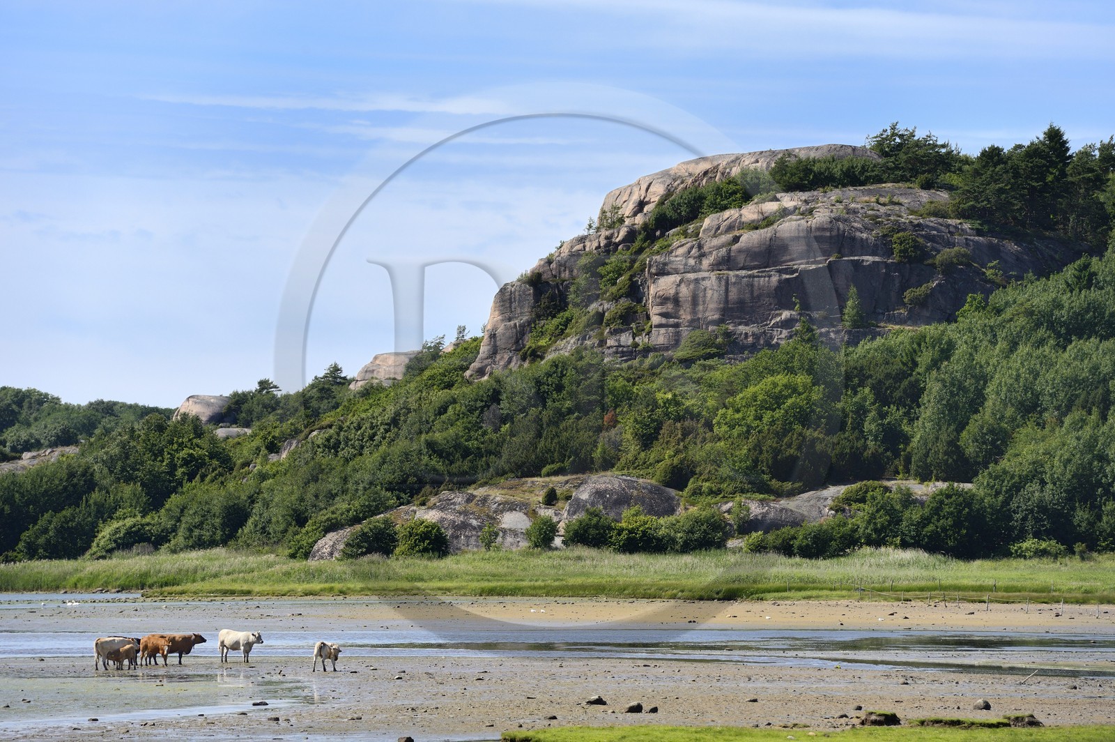 Suède, Västra Götaland, vaches en bordure d'un fjord à Bovallstrand sur la côte Ouest