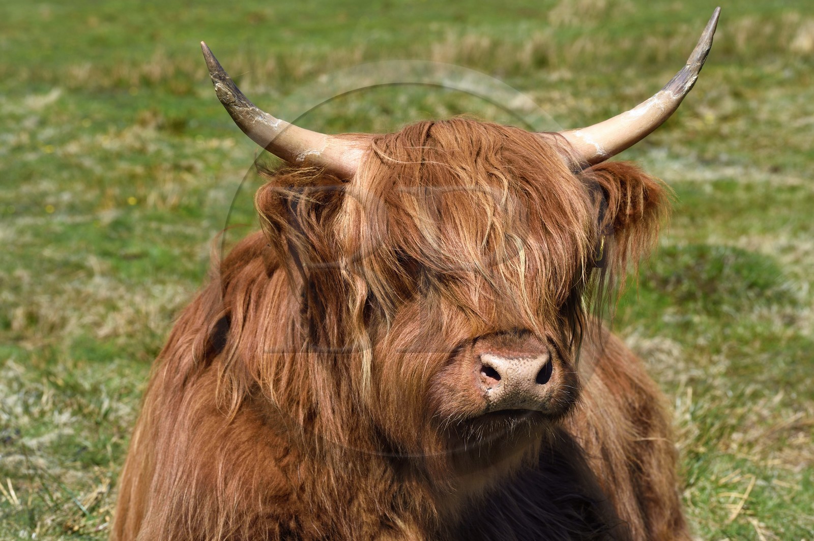 Royaume-Uni, Ecosse, Highland, Hébrides intérieures, Ile de Mull, vache de race Highland