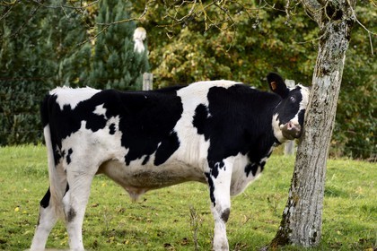 France, Meuse (55), Parc régional de Lorraine, Cotes de Meuse, Viéville-sous-les-Côtes, vache sous un mirabellier