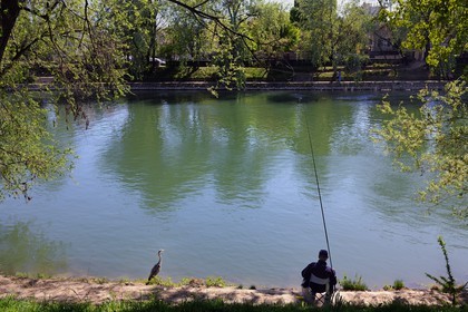 France, Val-de-Marne (94), les bords de Marne, Champigny-sur-Marne, le pêcheur Jean et le Héron cendré (Ardea cinerea) qui se tient régulièrement à ses côtés