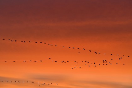 France, Indre (36), le Berry, parc naturel régional de la Brenne, Rosnay, étang de la Mer Rouge, grue cendrée (grus grus), vol au coucher de soleil