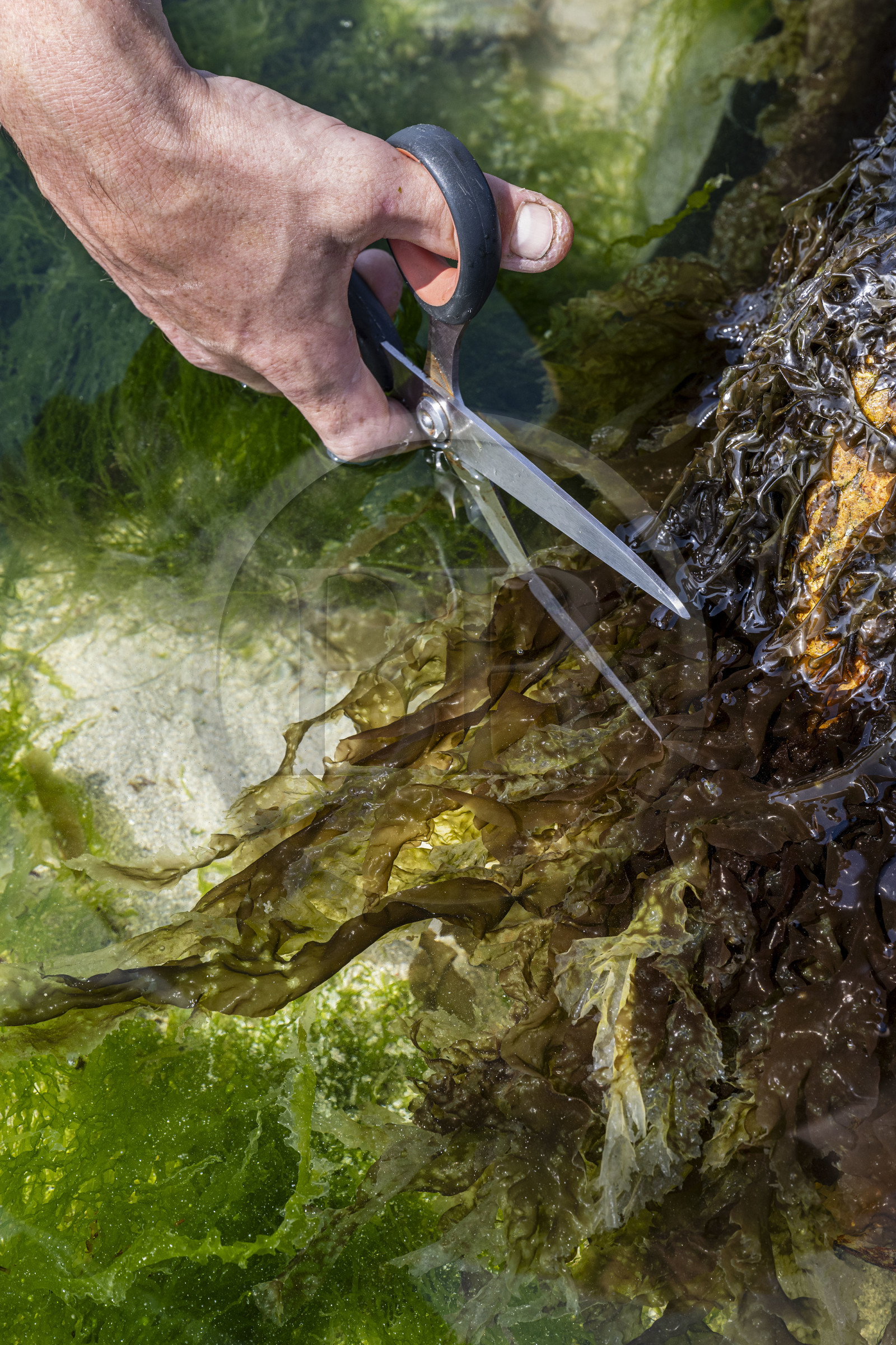 France, Finistère (29), Pays Bigouden, Plozévet, Lenny Gouedic co créateur de Begood Alg, récolte à pied d'algues sauvages alimentaires (dulse) avec taille douce aux ciseaux sur la plage à marée basse