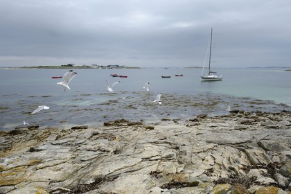 France, Finistère (29), La Foret Fouesnant, archipel des Glénan, Ile de Drenec, le voilier Pogo 10.50 entouré de goélands