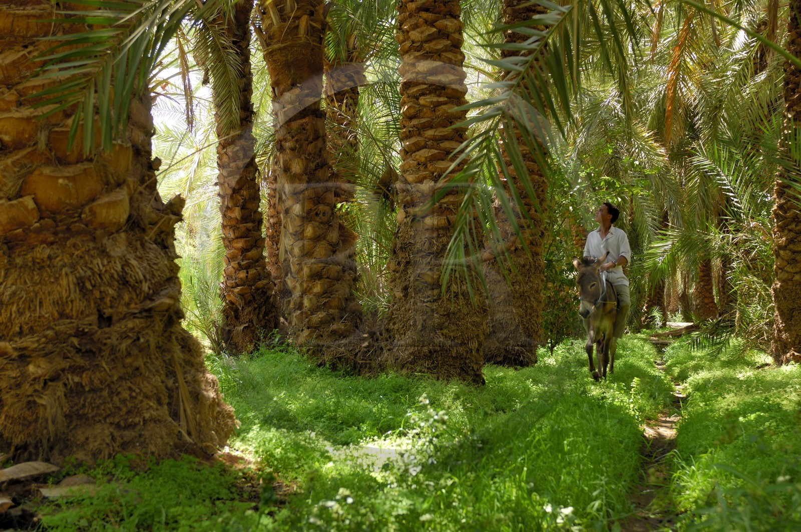Egypte, Basse-Egypte, désert libyque, oasis de Bahariya (Bahareyya), la palmeraie, paysan sur son ane vérifiant l' état de ses palmiers dattiers