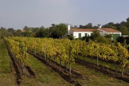 France, Charente-Maritime (17), Ile d'Aix, la seule vigne de l'île